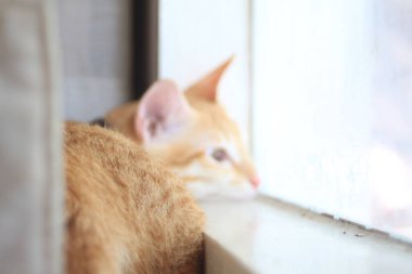 A sad cat looking out of the window