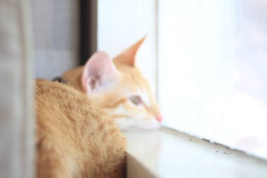 A sad cat looking out of the window