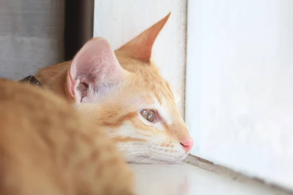 Грустный Кот Смотрит Окно — стоковое фото
