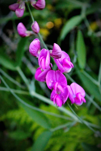 Tuberous Pea Flowers Purple Pink North American Forest Background Blurred —  Fotos de Stock