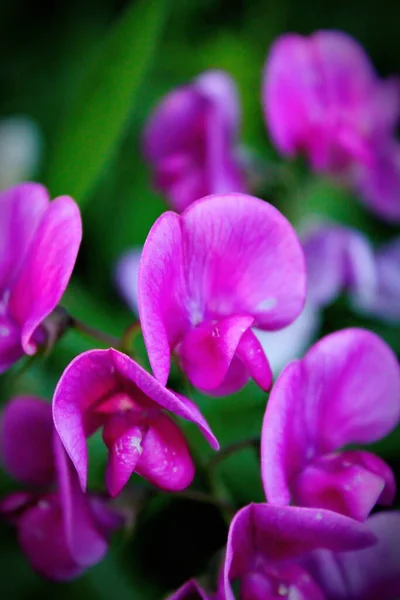 Tuberous Pea Flowers Purple Pink North American Forest Background Blurred — ストック写真