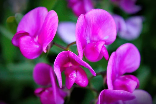 Цветки Клубневого Горошка Фиолетово Розовые Североамериканском Лесу Фон Размыт Зелеными — стоковое фото