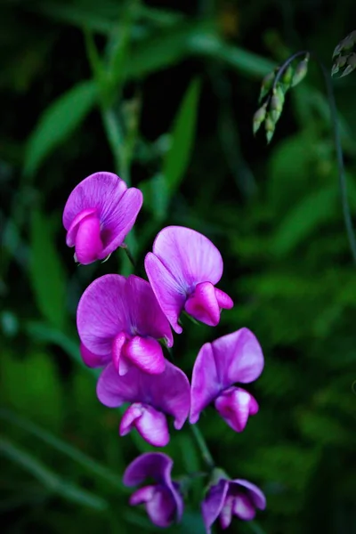 Tuberous Pea Flowers Purple Pink North American Forest Background Blurred —  Fotos de Stock