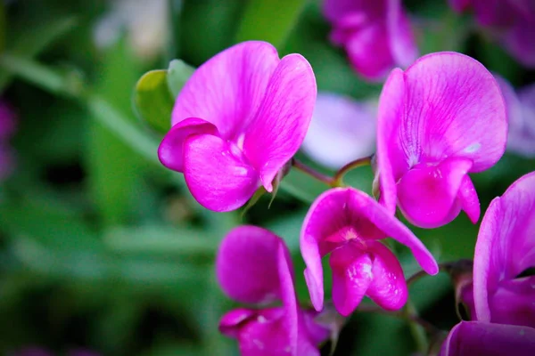 Tuberous Pea Flowers Purple Pink North American Forest Background Blurred — ストック写真