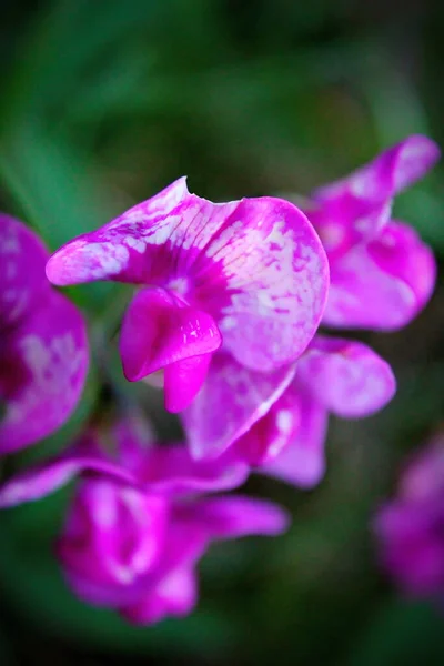 Tuberous pea flowers, purple-pink. in the North American forest The background is blurred with green trees.