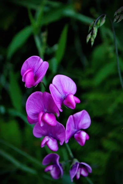 Tuberous Pea Flowers Purple Pink North American Forest Background Blurred —  Fotos de Stock