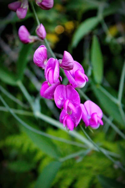 Tuberous Pea Flowers Purple Pink North American Forest Background Blurred — Fotografia de Stock