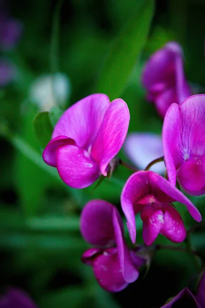 Tuberous Pea Flowers Purple Pink North American Forest Background Blurred —  Fotos de Stock