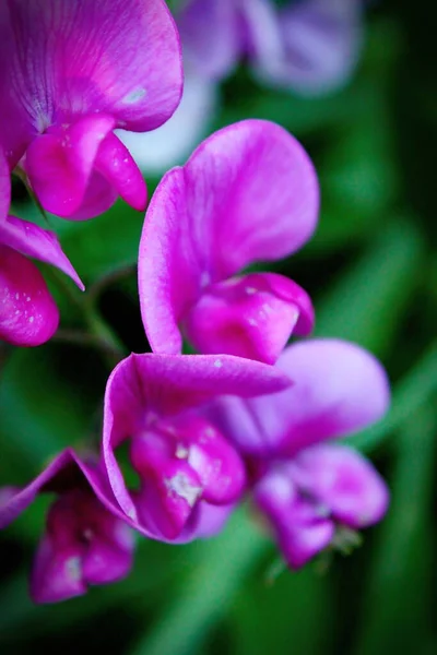 Tuberous Pea Flowers Purple Pink North American Forest Background Blurred —  Fotos de Stock