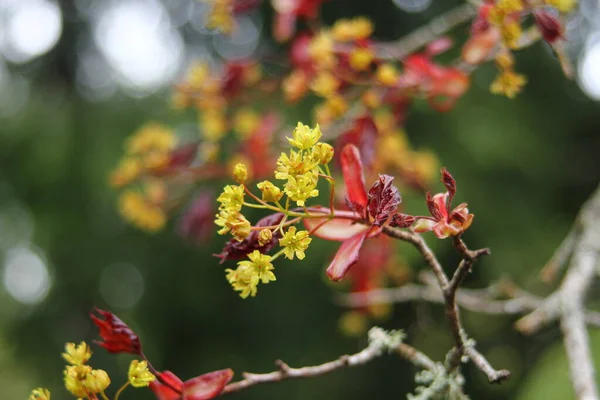 Acer Platanoides Goldsworth Purple Noruega Árbol Arce Flor —  Fotos de Stock