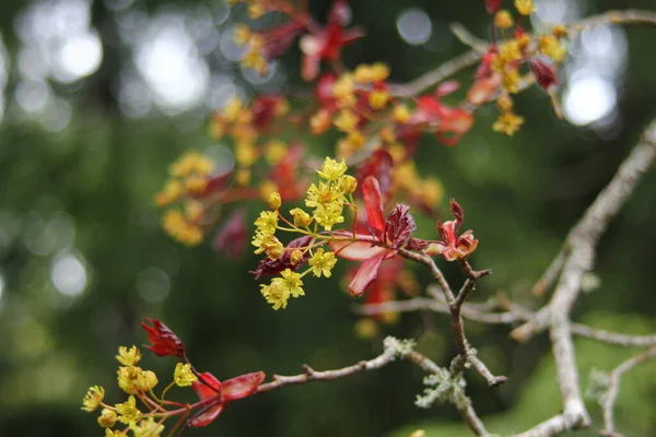 Acer Platanoides Goldsworth Purple Noruega Árbol Arce Flor —  Fotos de Stock