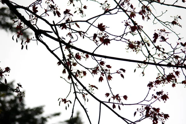 Bladeren Van Noorwegen Esdoorn Boom Tegen Witte Lucht Achtergrond — Stockfoto