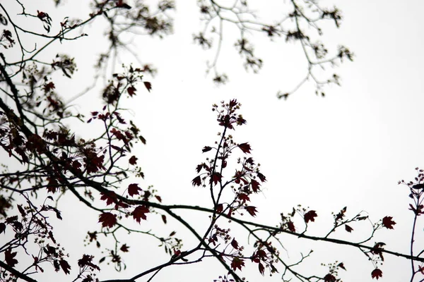 Folhas Noruega Árvore Bordo Contra Fundo Céu Branco — Fotografia de Stock