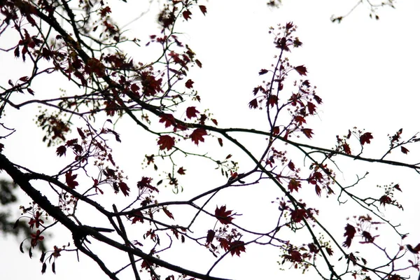 Folhas Noruega Árvore Bordo Contra Fundo Céu Branco — Fotografia de Stock