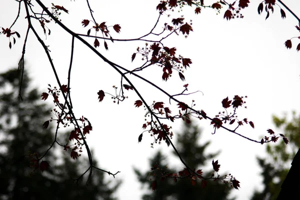 Feuilles Norvège Érable Sur Fond Ciel Blanc — Photo