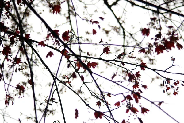 Feuilles Norvège Érable Sur Fond Ciel Blanc — Photo