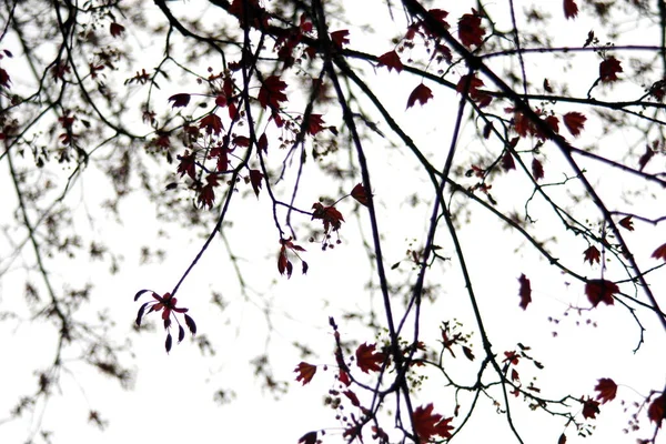 Φύλλα Της Νορβηγίας Maple Δέντρο Λευκό Φόντο Του Ουρανού — Φωτογραφία Αρχείου