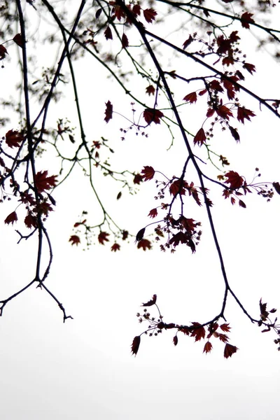 Norveç Akçaağaç Yaprakları Beyaz Gökyüzü Arka Planına Karşı — Stok fotoğraf