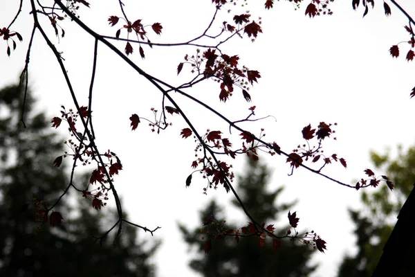 Blätter Des Norwegischen Ahorns Vor Weißem Himmel — Stockfoto