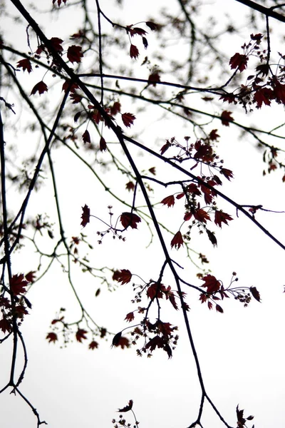 Bladeren Van Noorwegen Esdoorn Boom Tegen Witte Lucht Achtergrond — Stockfoto