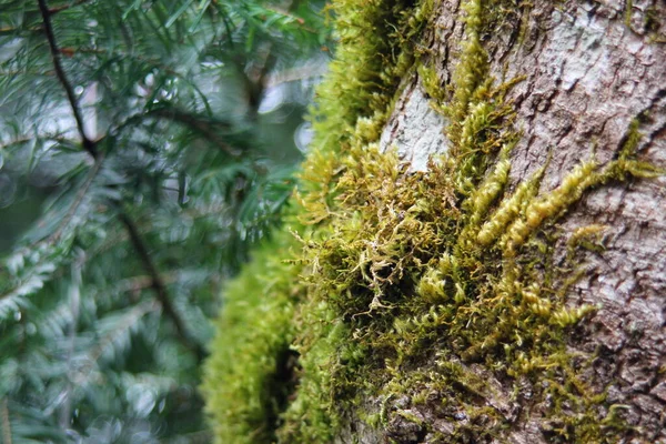 Hierba Musgo Corteza Del Árbol Selva Tropical Taiga — Foto de Stock