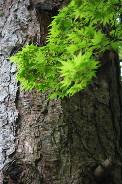 Folhas Verdes Frescas Árvores Bordo Japonesas Que Estão Florescendo Início — Fotografia de Stock