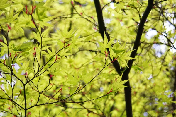 봄초에 단풍나무의 — 스톡 사진