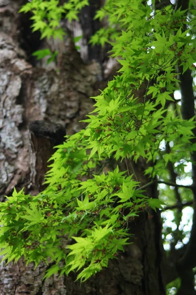 The fresh green leaves of Japanese maple trees that are blooming at the beginning of spring.