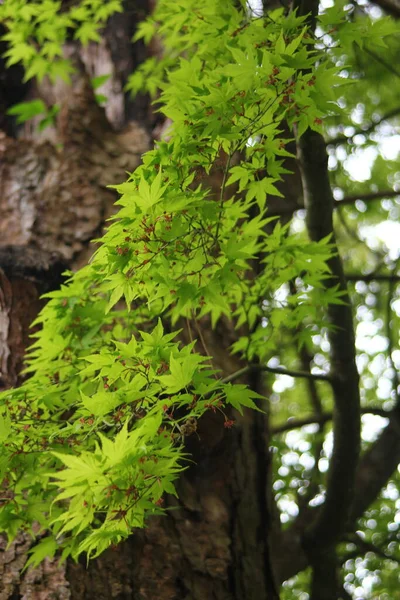 Folhas Verdes Frescas Árvores Bordo Japonesas Que Estão Florescendo Início — Fotografia de Stock
