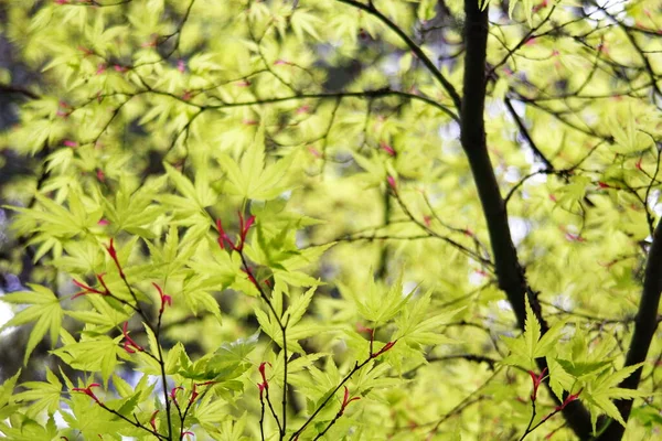 봄초에 단풍나무의 — 스톡 사진
