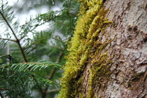 Moos Auf Baumrinde Taiga Regenwald — Stockfoto