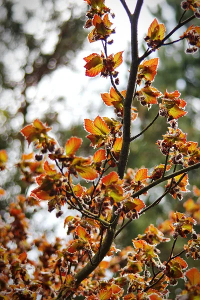 Branches Feuilles Brunes Printemps Fond Flou — Photo