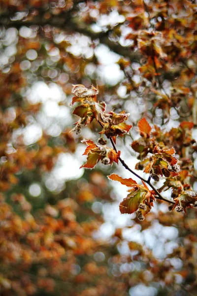 Braune Äste Und Blätter Frühling Verschwimmt Der Hintergrund — Stockfoto