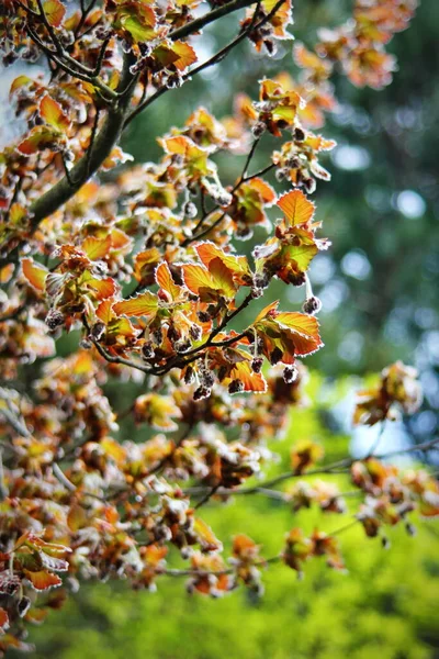 Rami Foglie Marroni Primavera Uno Sfondo Sfocato — Foto Stock