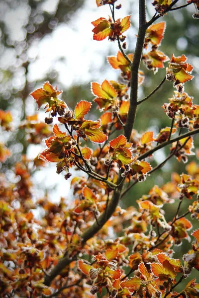 Branches Feuilles Brunes Printemps Fond Flou — Photo