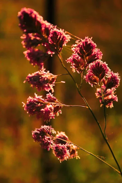 Reed grass flower exposed to evening sunlight in the background against a blurry meadow background, orange tone photo.