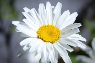 Büyük papatyalar, yaz güneşinin yanyana parlamasıyla çiçek açıyordu. Amerika 'da