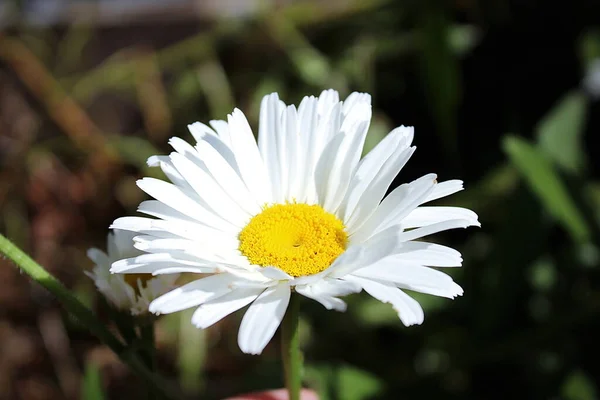 Las Grandes Margaritas Estaban Floreciendo Con Sol Verano Brillando Lado — Foto de Stock