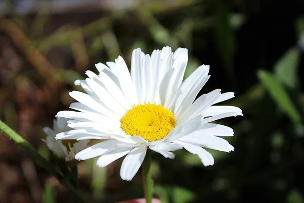 Large Daisies Were Blooming Summer Sun Shining Side America — Stock Photo, Image