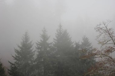 Tayga yağmur ormanlarında güneş ışığı olmayan birçok sabah sisi..