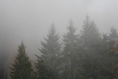 Sabahları yoğun siste çam ormanı