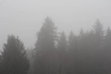 Sabahları yoğun siste çam ormanı