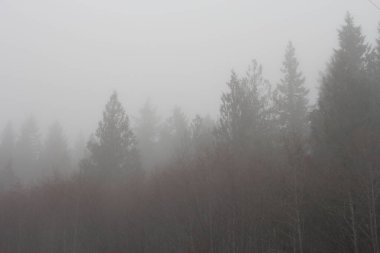 Sabahları yoğun siste çam ormanı