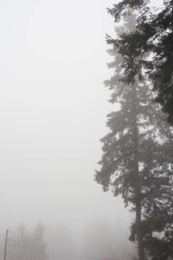 Sabahları yoğun siste çam ormanı