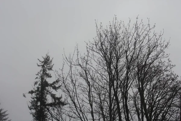 松树的顶部和后面的雾 — 图库照片