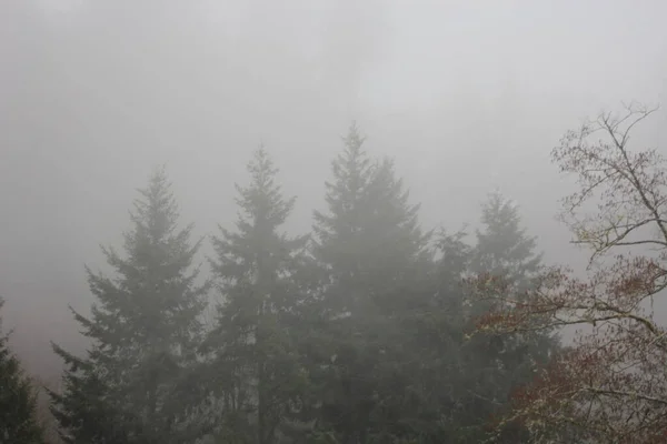 Nombreuses Brumes Matinales Sans Soleil Dans Forêt Tropicale Taïga Avec — Photo