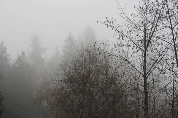 Сосновий Ліс Густому Тумані Вранці — стокове фото