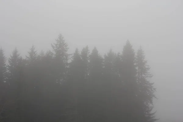 Forêt Pins Dans Brouillard Dense Matin — Photo