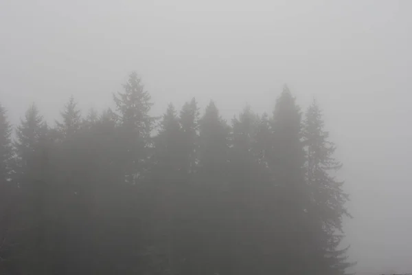 Dennenbos Dichte Mist Ochtend — Stockfoto