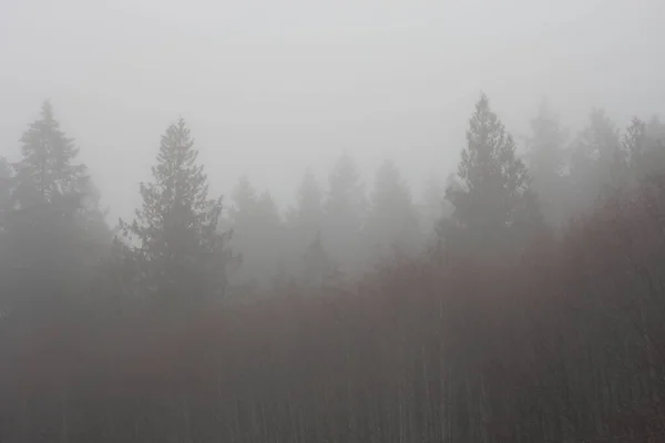 Pine forest in the dense fog in the morning